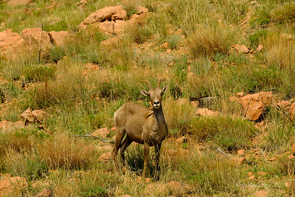 Big Horn Sheep Ewe