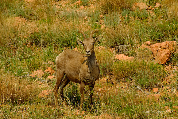 Big Horn Sheep Ewe