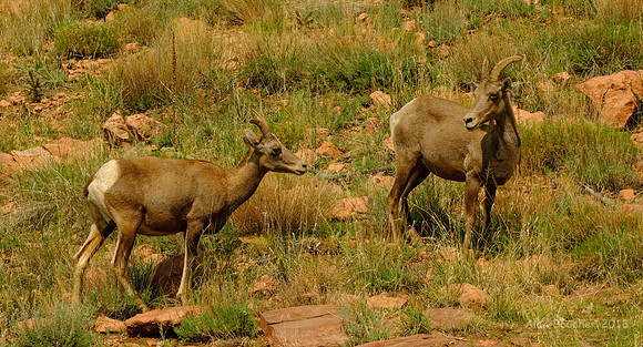 Big Horn Sheep
