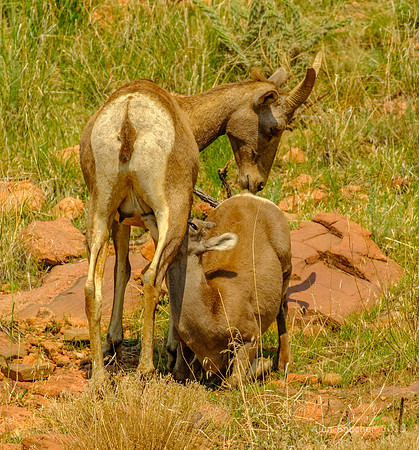 Intimate Moment