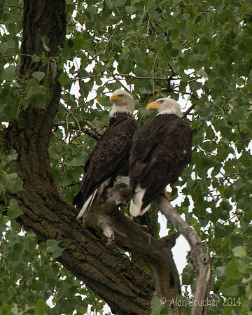 Couple of Bald Eagles