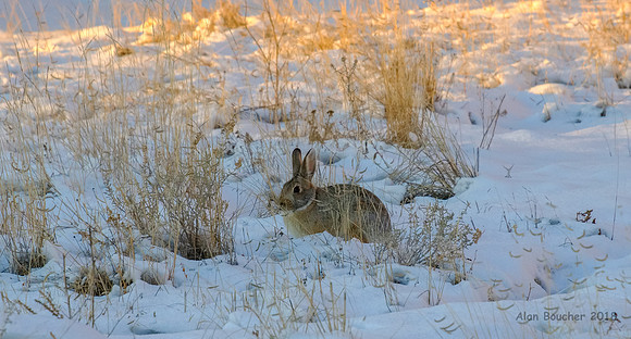 Cottontail in the Snow