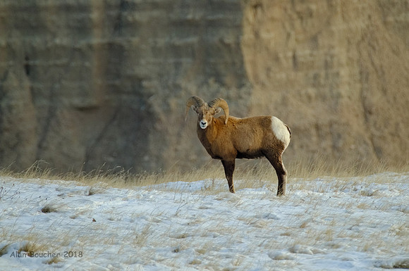 Lone Bighorn Sheep Ram