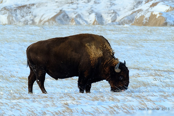 Badlands Bison