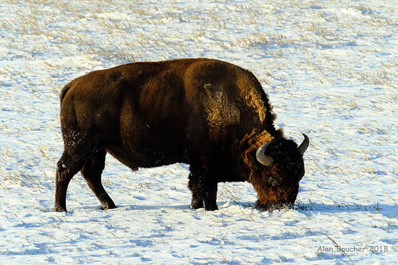 Badlands Bison