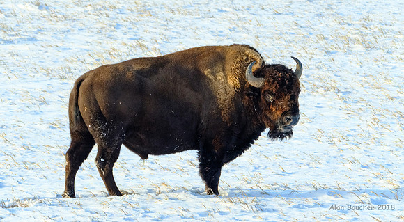 Badlands Bison