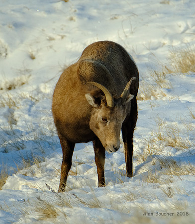 Bighorn Ewe Enjoying the Scrub Grasses