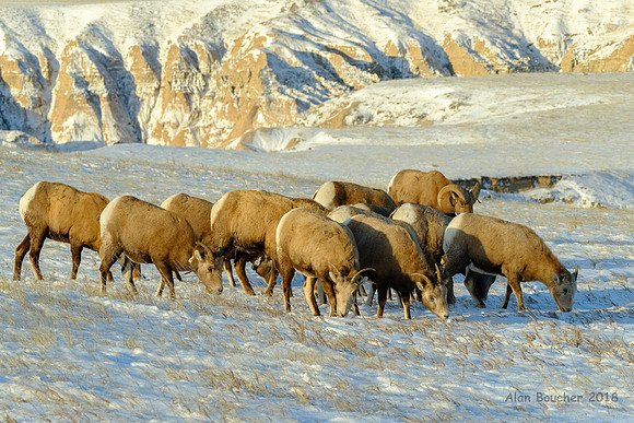 Herd of Bighorns