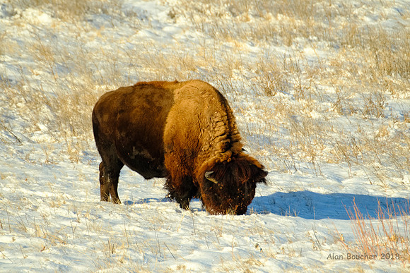 Badlands Bison