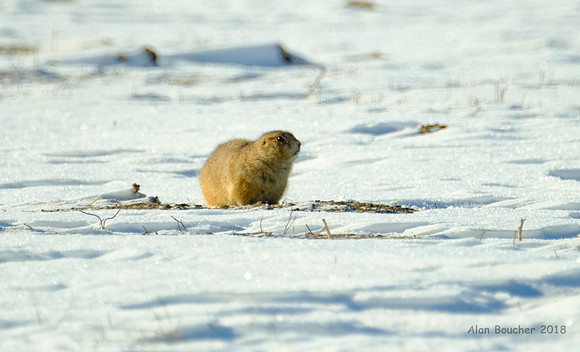 Prairie Dog