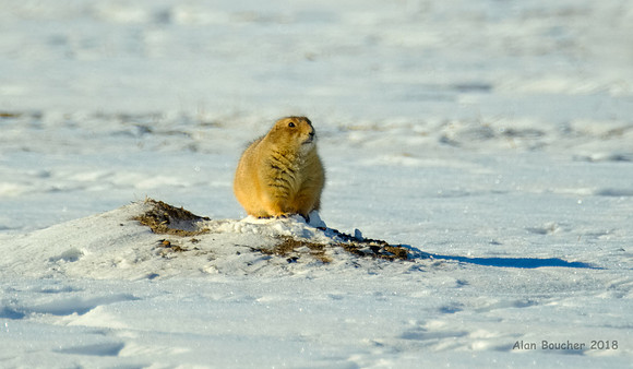 Prairie Dog