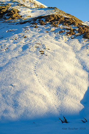 Lizard Tracks