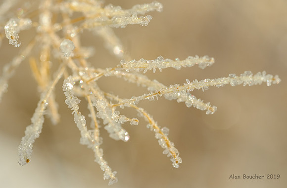 Delicate Hoar Frost