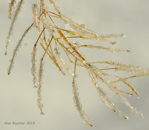 Delicate Hoar Frost