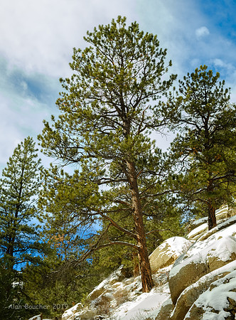 Pondarosa Pines