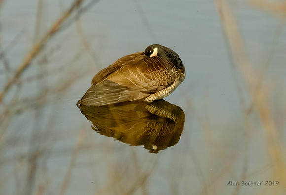 Sleeping Goose