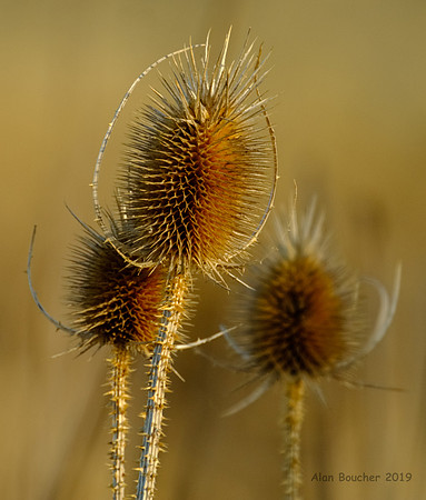 Marsh Thorns