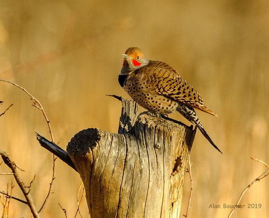 Male Northern Flicker
