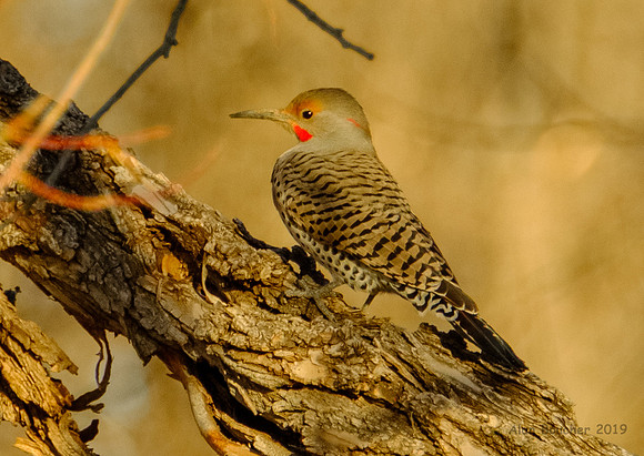 Male Northern Flicker