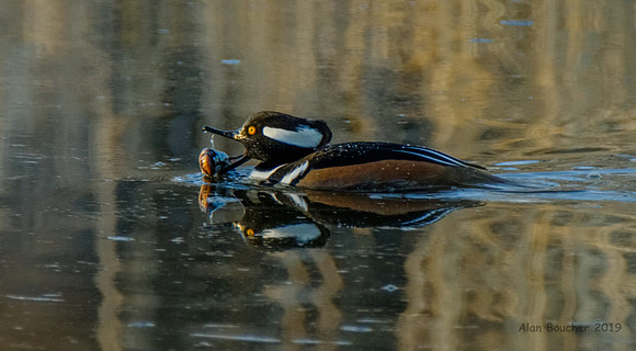 Hooded Merganser Battling a Catfish