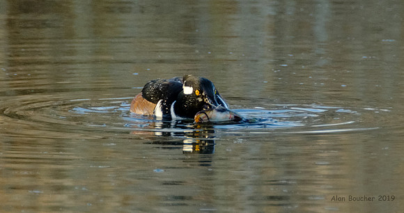Hooded Merganser Battling a Catfish