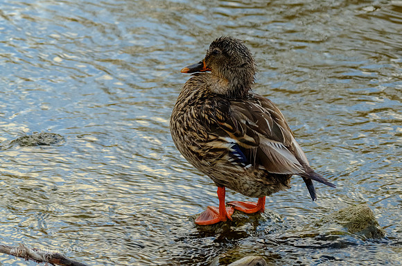 Mallard Hen