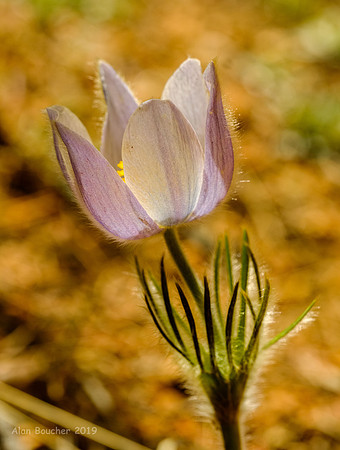 Pasque Wildflower