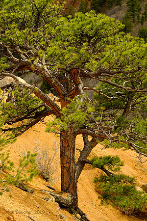 Ponderosa Pine