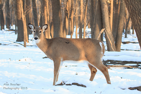 Doe in the Snow