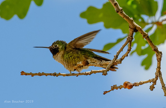 Broad-tailed Hummingbird