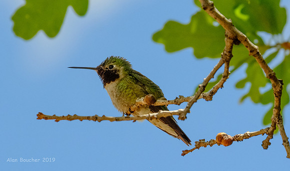 Broad-tailed Hummingbird