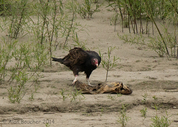 Turkey Vulture feasting on a Carp