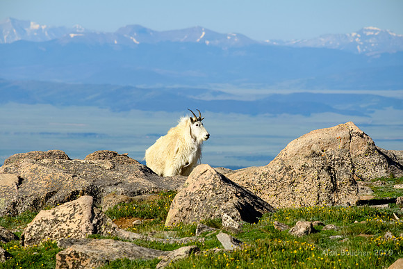 Rocky Mountain Goat
