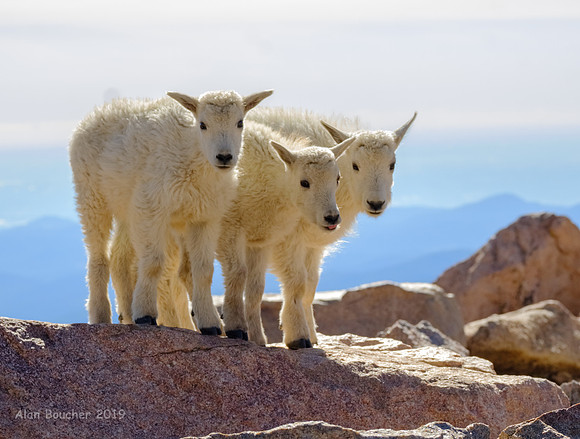 Triplets!