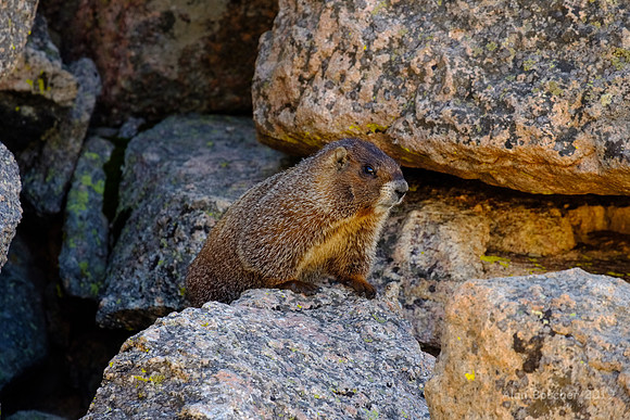 Yellow-bellied Marmot