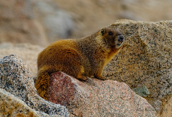 Yellow-bellied Marmot