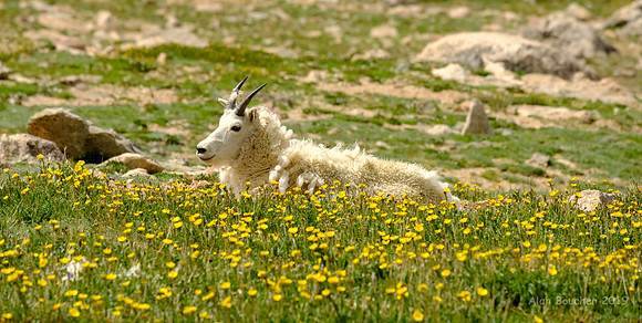 Rocky Mountain Goat Heaven