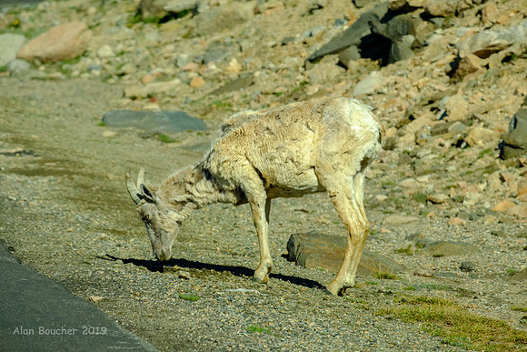 Lone Bighorn Sheep Ewe