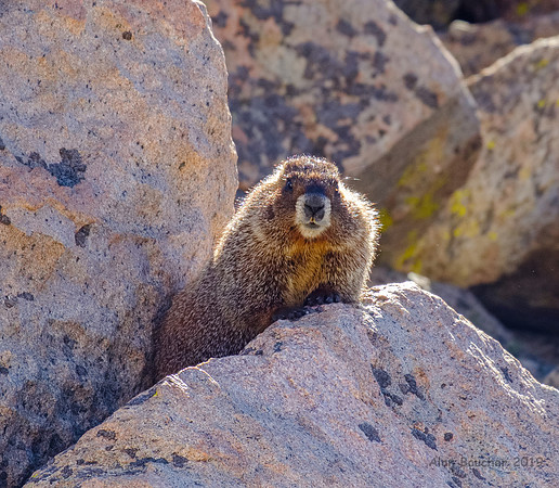 Yellow-bellied Marmot