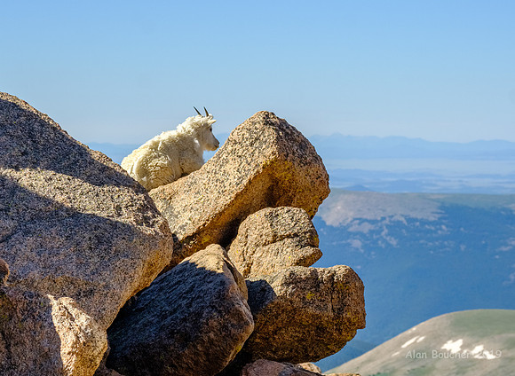 Goat's Eye View