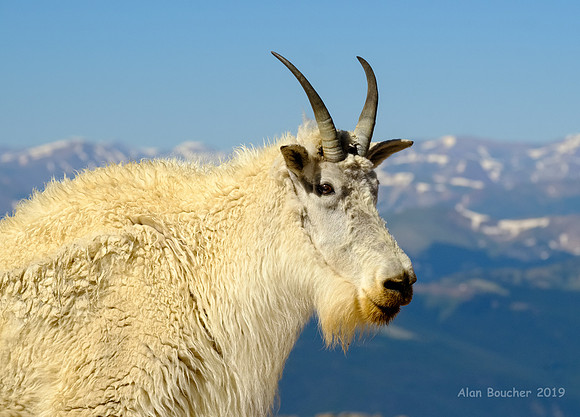 King of the Mountain