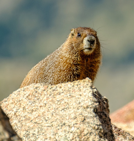 Yellow-bellied Marmot