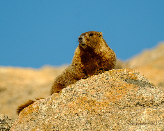 Yellow-bellied Marmot