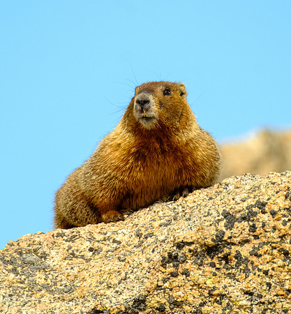 Yellow-bellied Marmot
