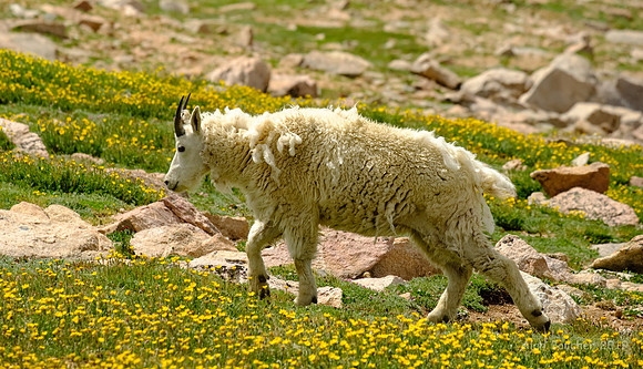 Rocky Mountain Goat Heaven