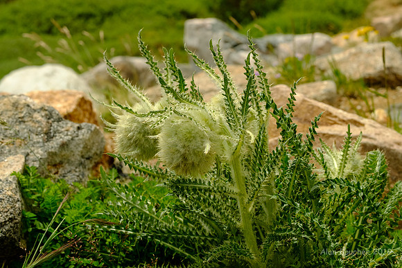 Spiny Ferns