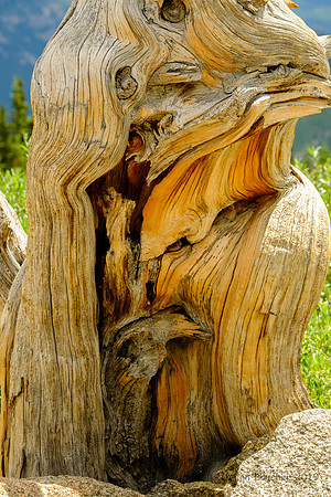Strange Tree