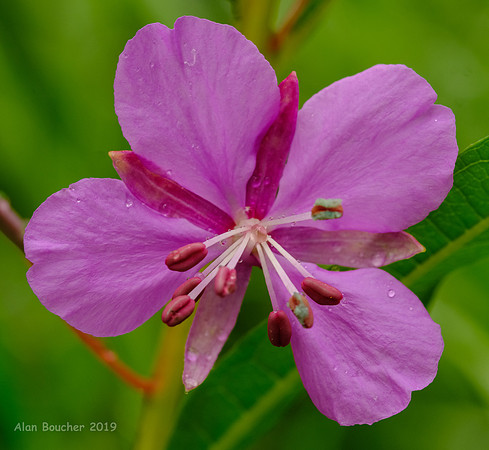 Fireweed