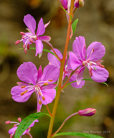 Fireweed