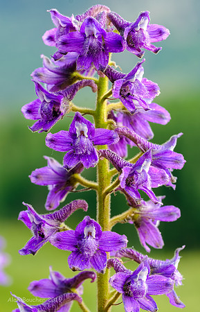 Larkspur